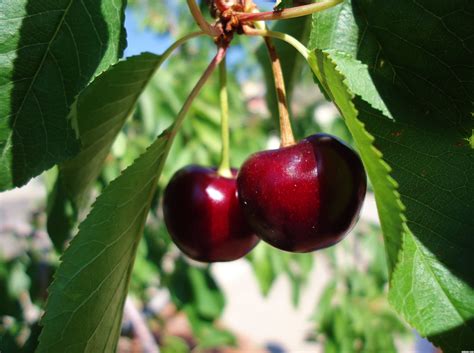 cherry look|what is richmond cherry.